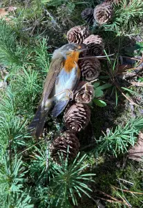 Ina 06 Vanochtend vloog hij nog